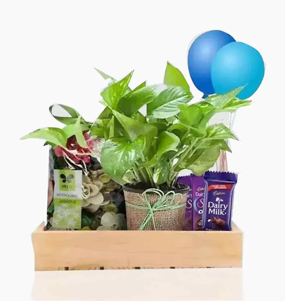 Plant Pot With Chocolaty Touch In A Basket