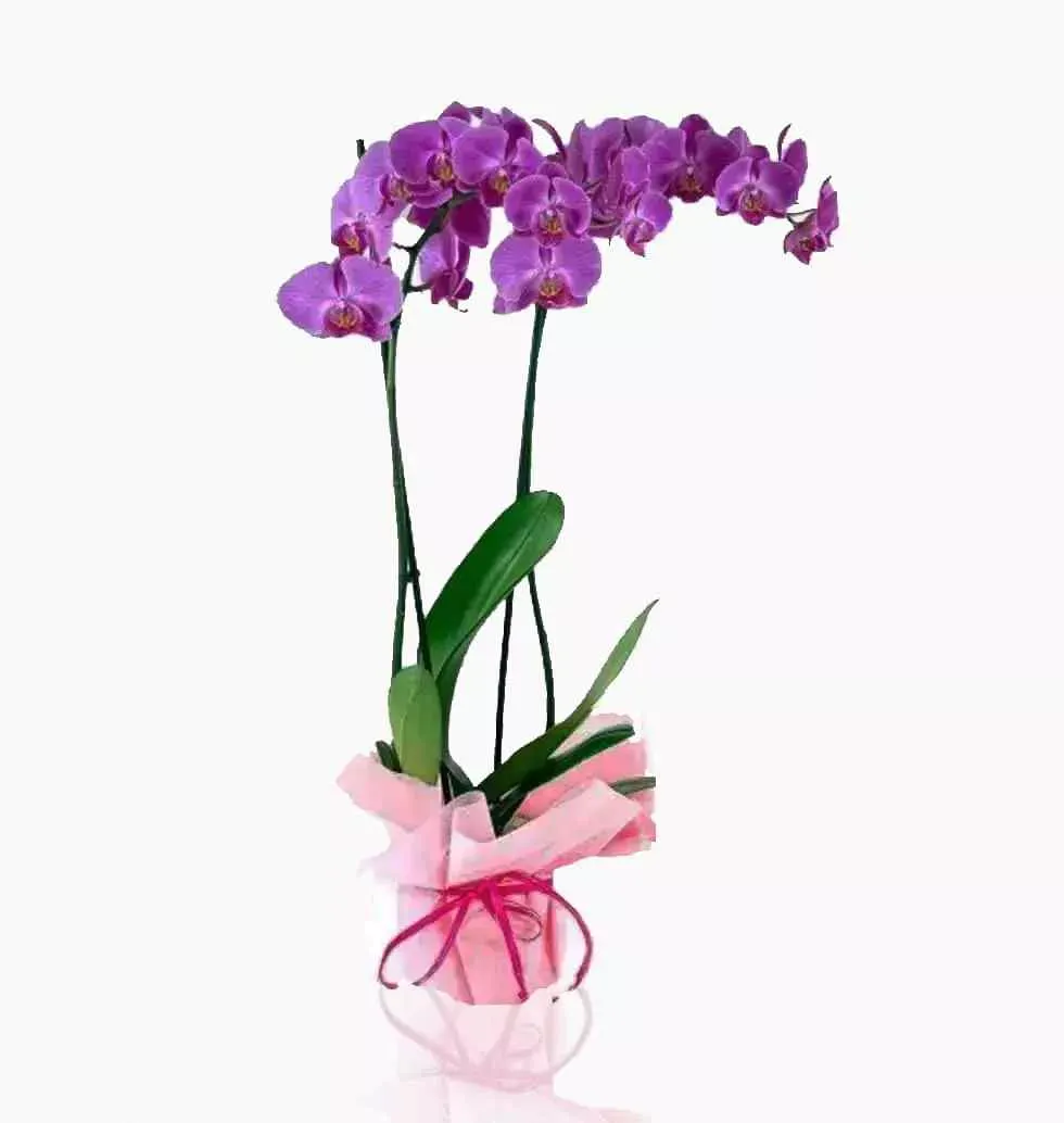A Vase Of Pink Orchids