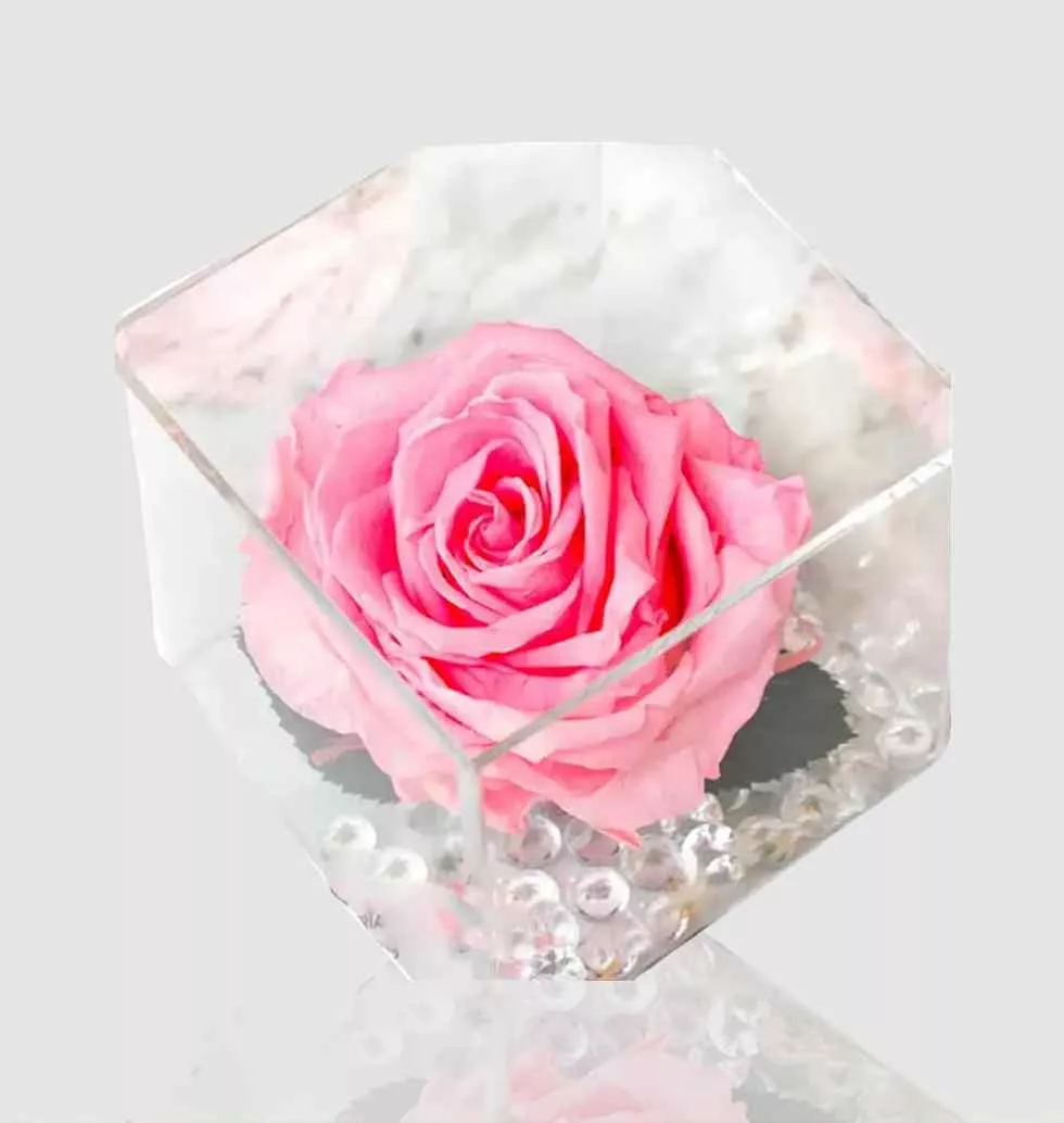 The Perfect Pink Rose