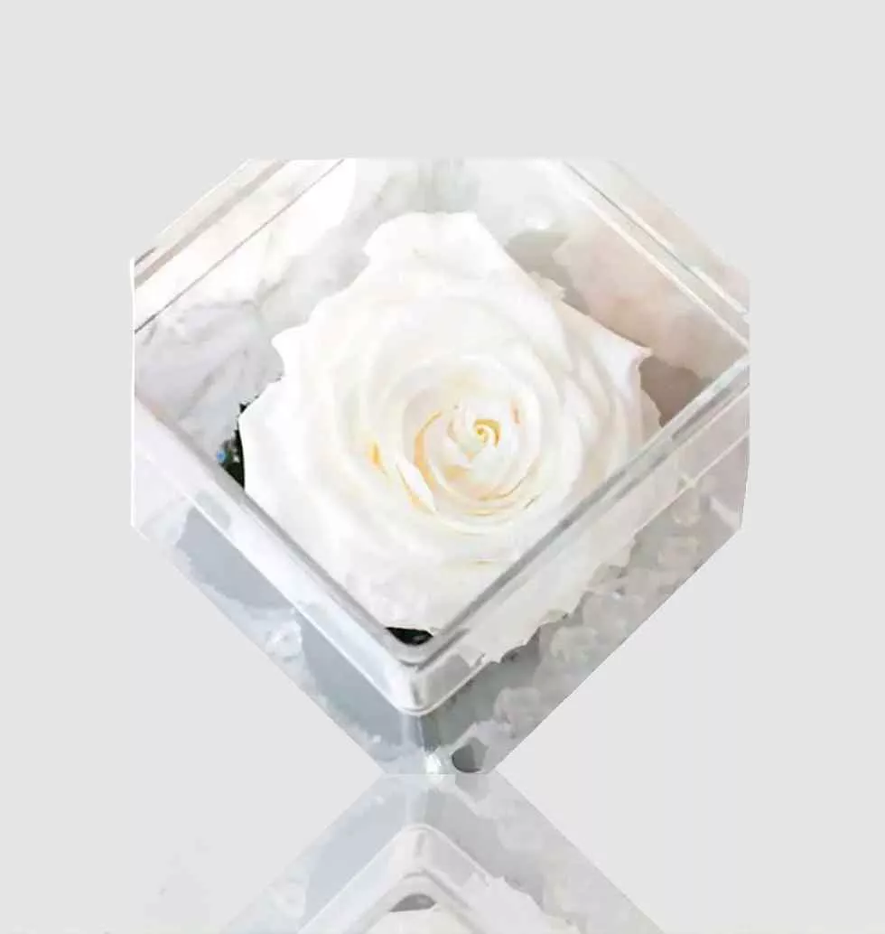 Rose In White Perfection