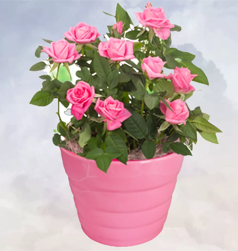 Pink Rose In Vase