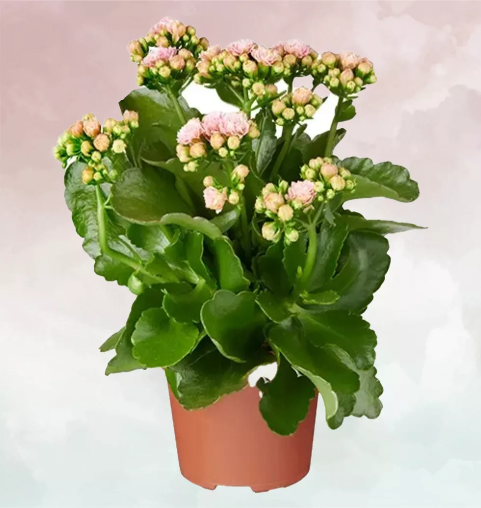 Kalanchoe In Pink Colour