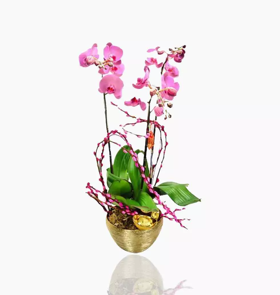 Butterfly Orchid Decoration