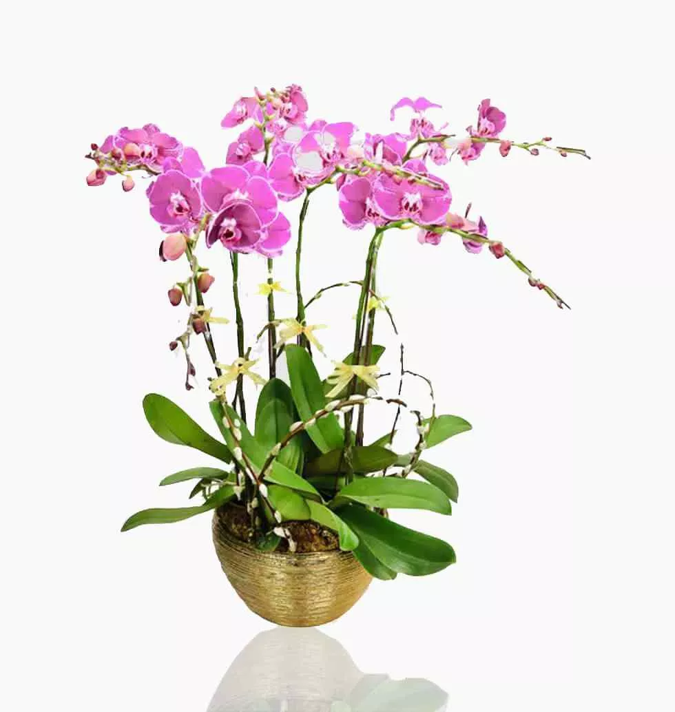 Butterfly Orchid 6 Stems