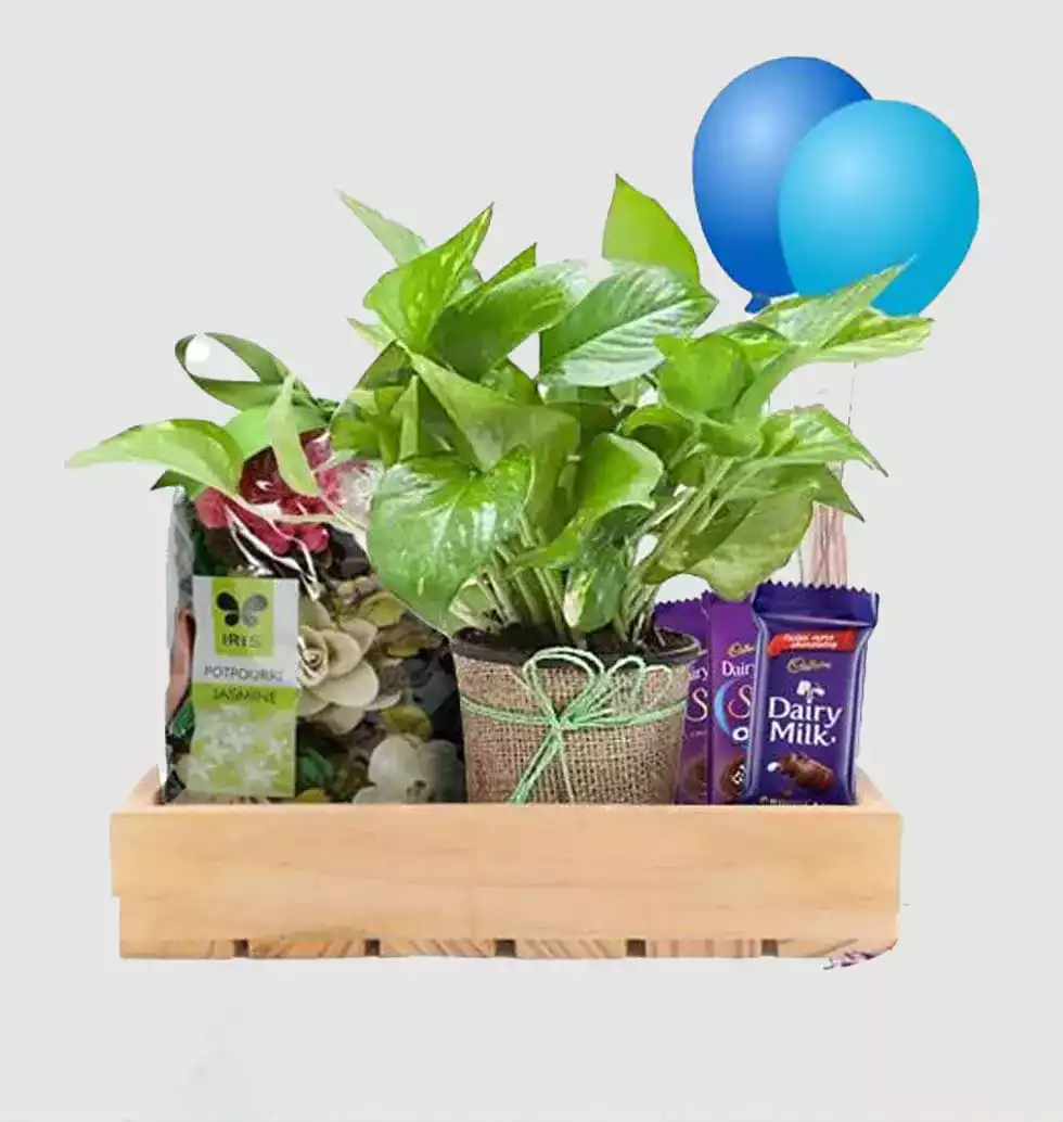Wonderful Money Plant Gift Basket