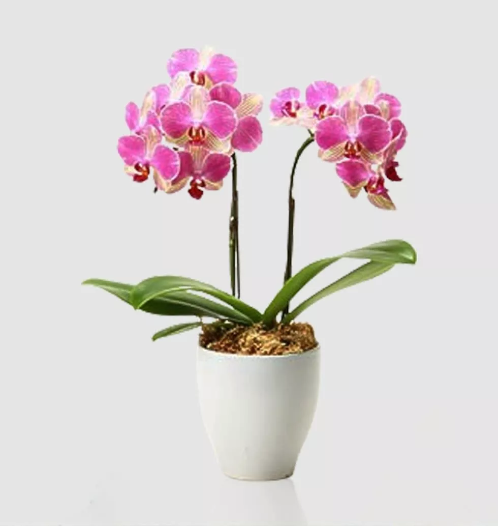 Elegant Orchid Majesty