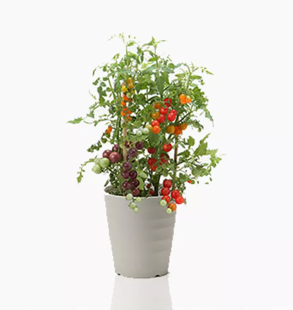 Mini Tomato Plant Surprise