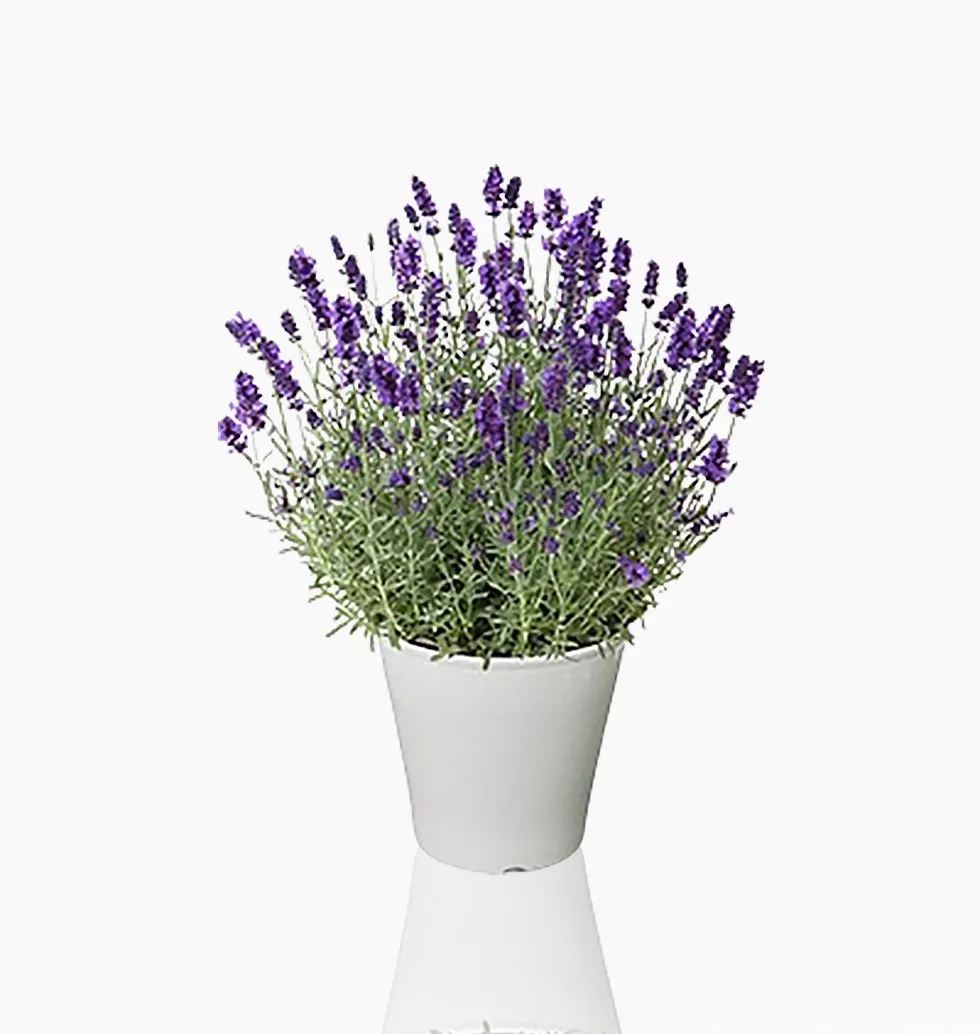 Scented Delight: Lavender Gift Plant
