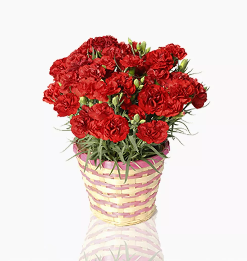 Blooming Joy: Red Carnation Gift