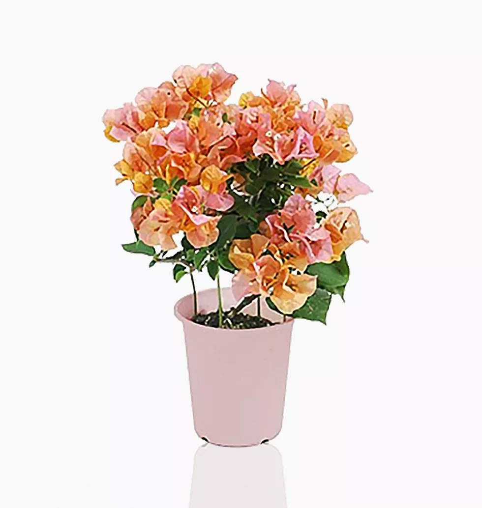 Tropical Elegance: Potted Bougainvillea Bliss