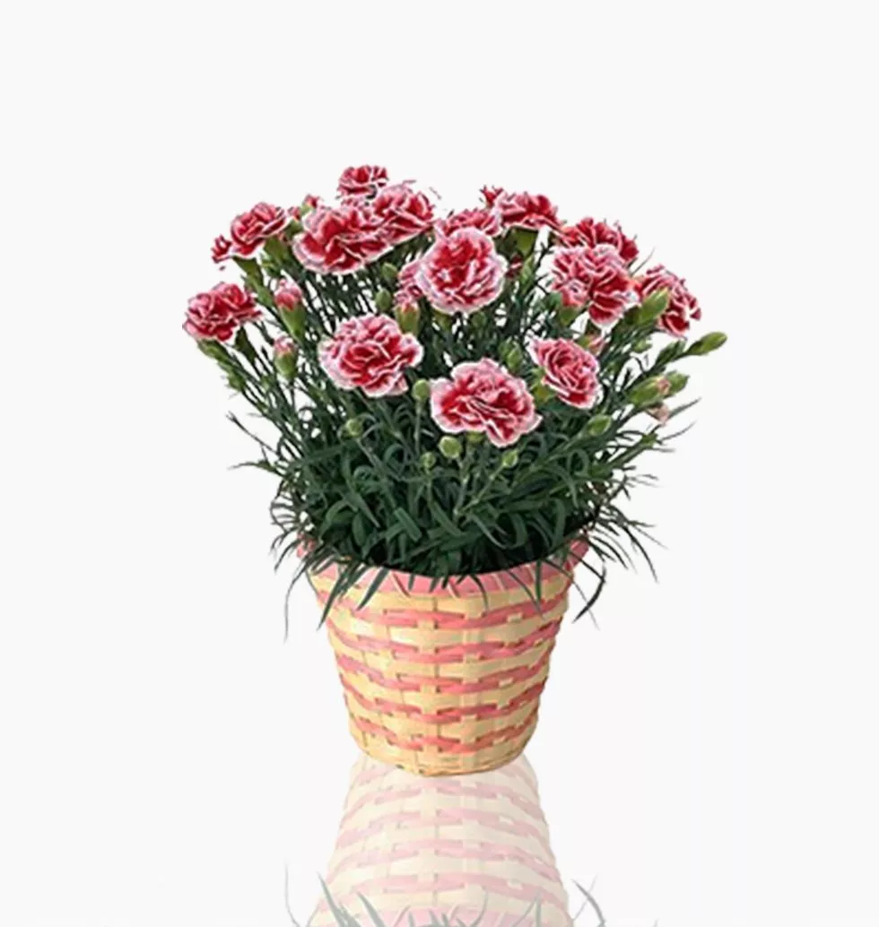 Blooming Beauty: Potted Carnations Surprise