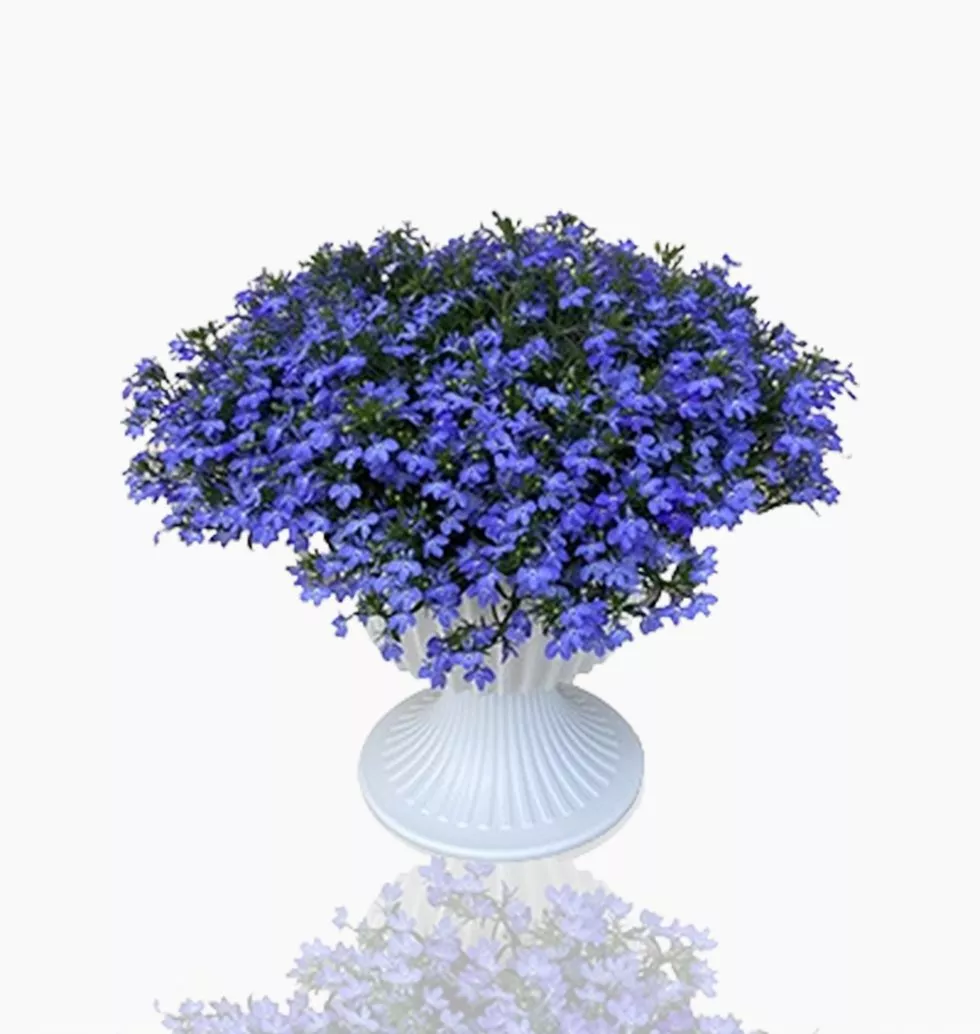 Lush Blue Delight: Compact Lobelia Plant