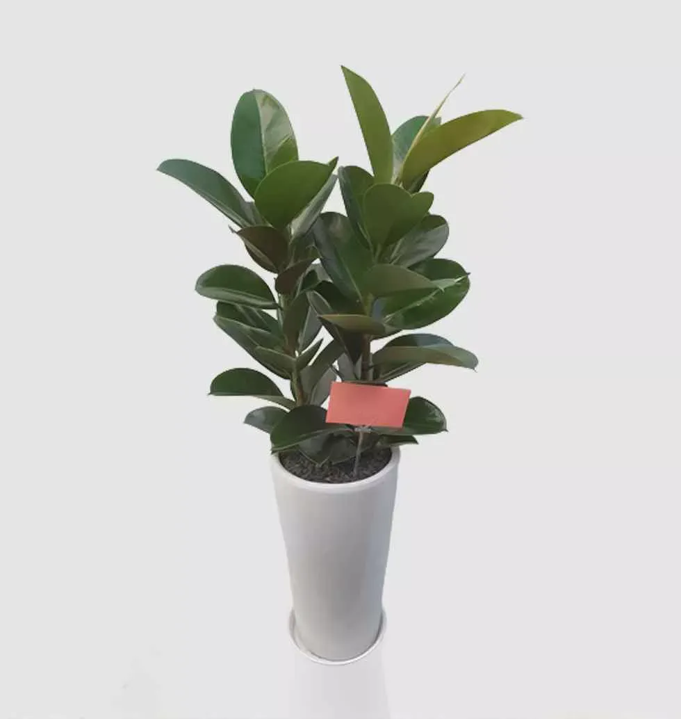 Plant-Lastica