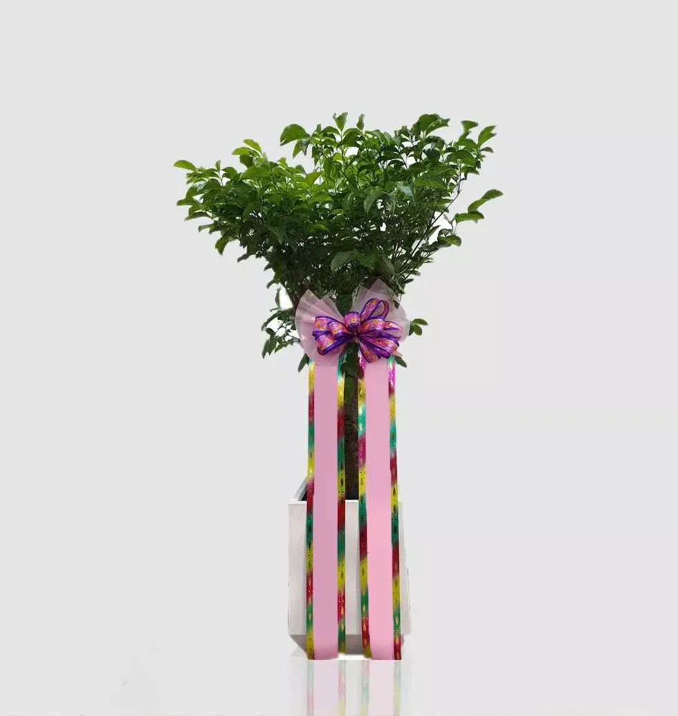 Cheerful Tree To Plant