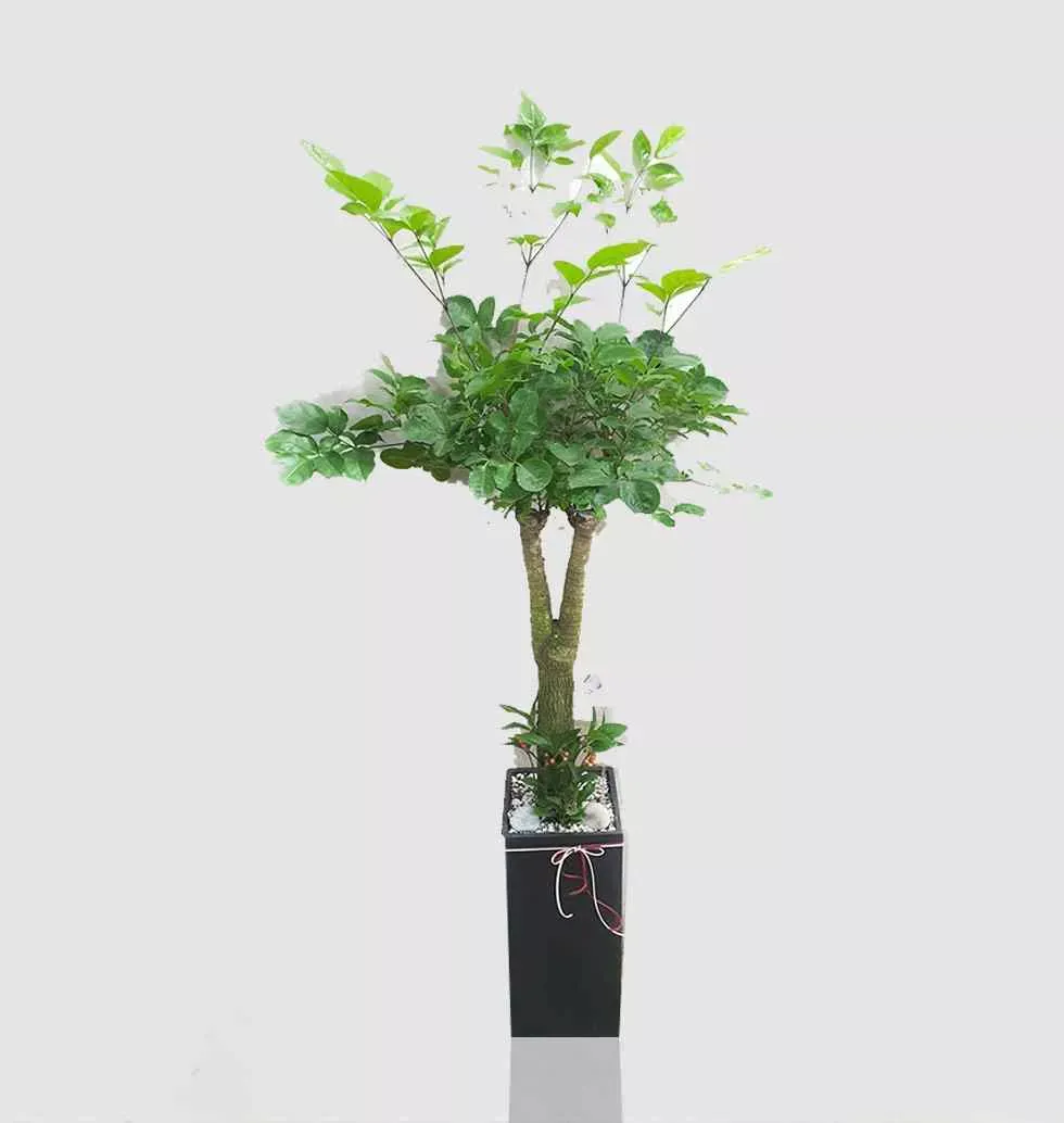 Good Tree To Plant