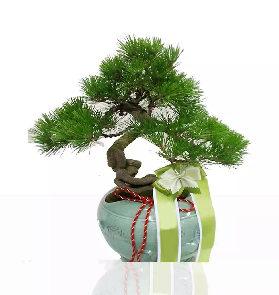 Pine Tree As Plant