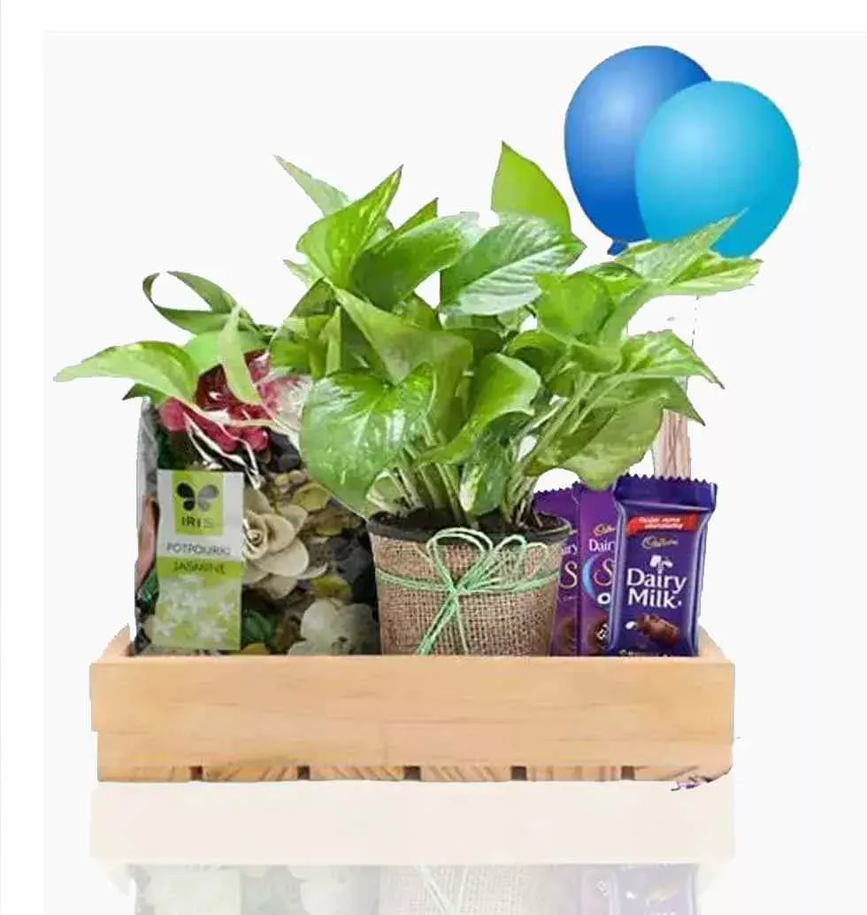 Plant And Assortments In A Gift Hamper