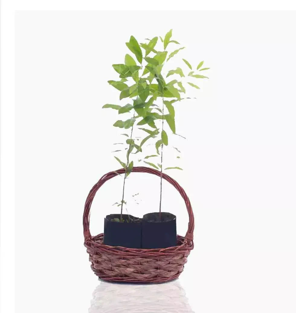 Sandalwood Plants In A Basket