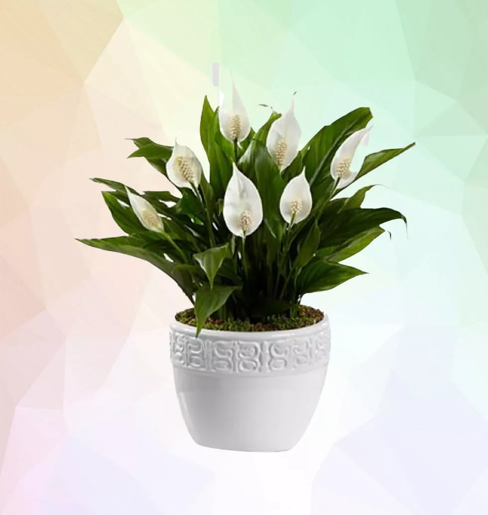 Soothing Lily Plant