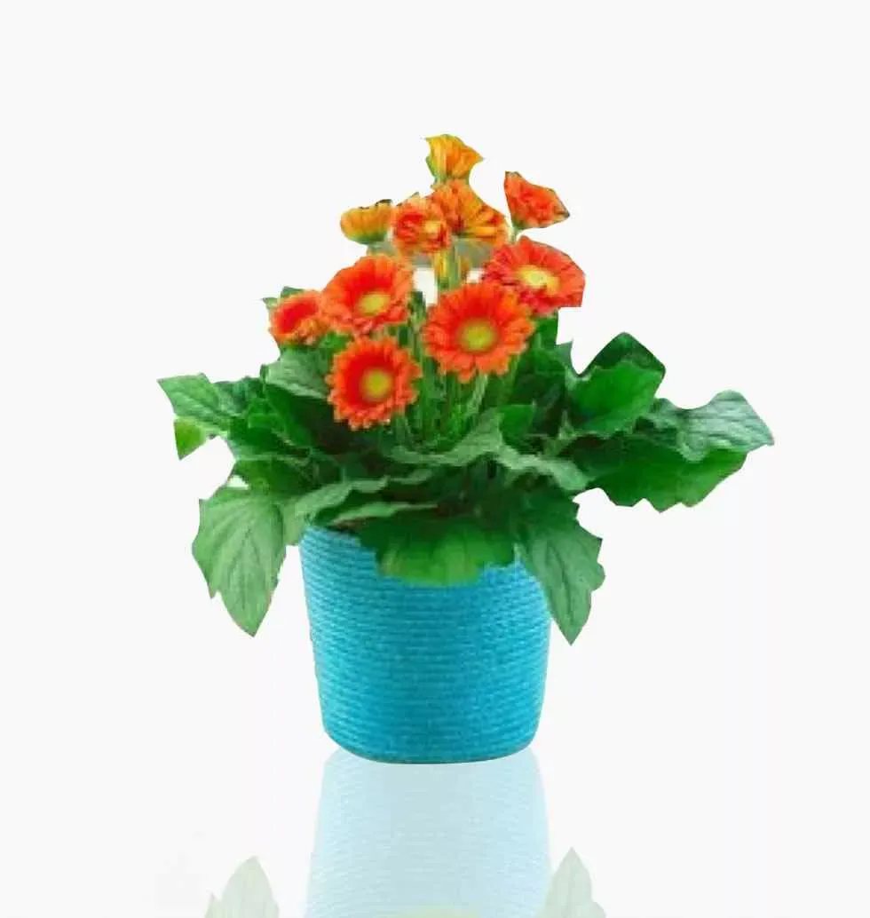 12 Orange Gerbara Vase