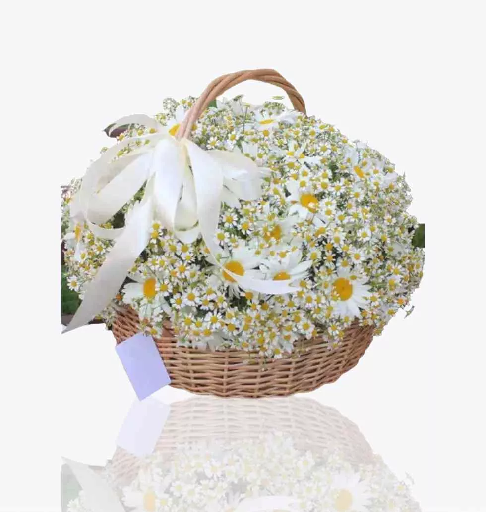 Daisies In Large Basket