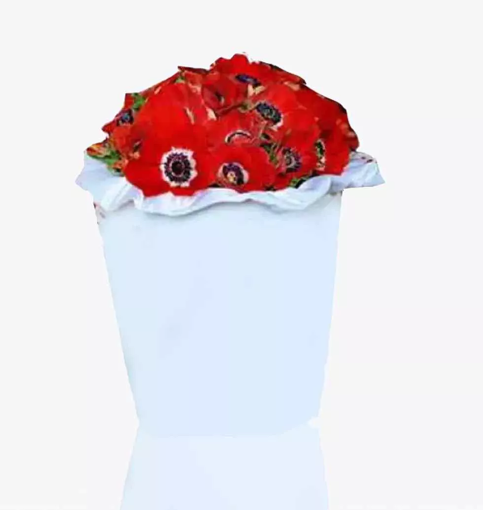 Red Anemone In Box