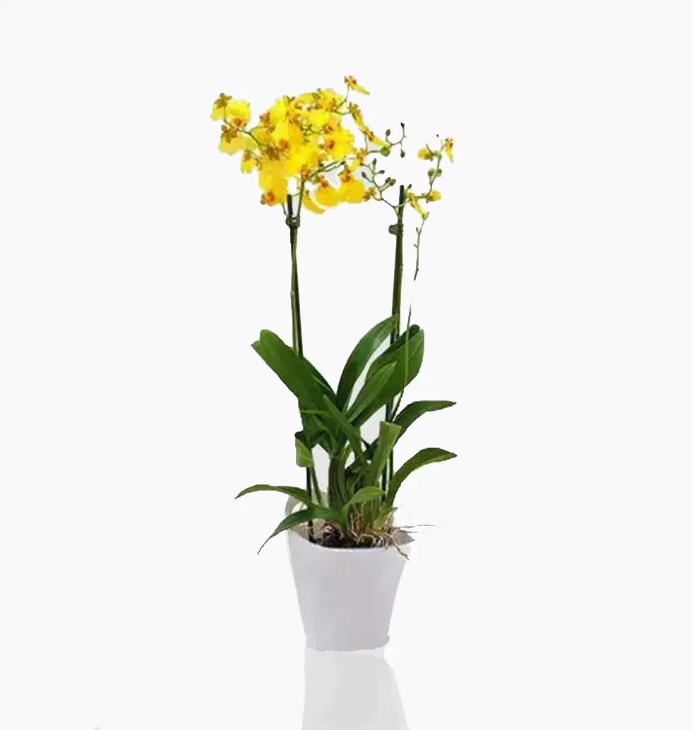 Pretty Oncidium Orchids