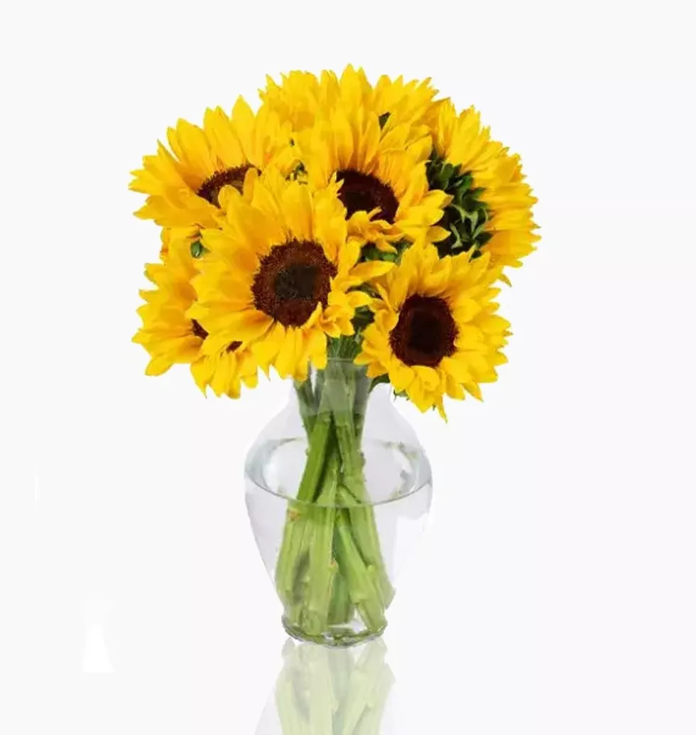 Shining Sunflower
