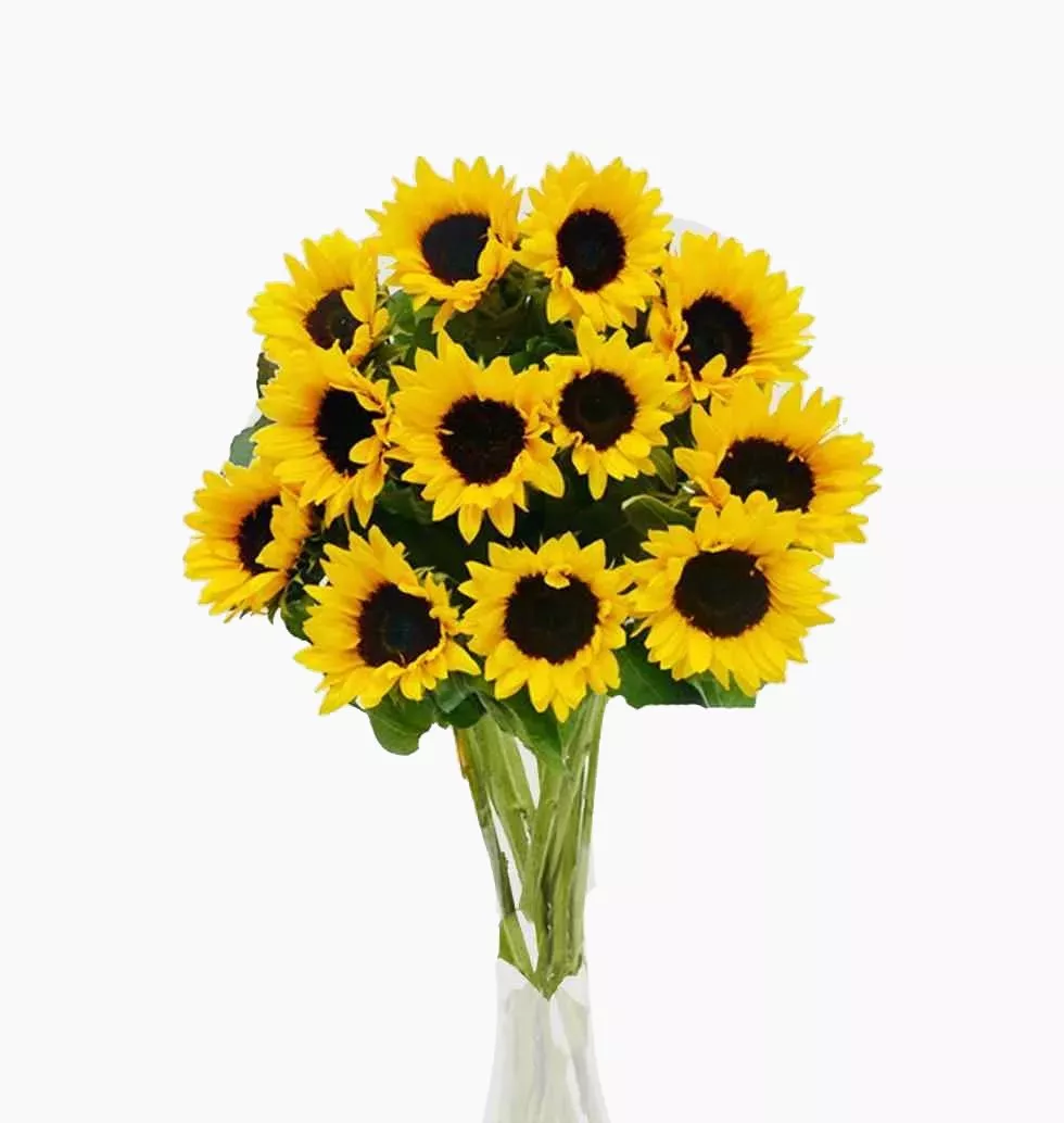 Breath-Taking Sunflower Flower
